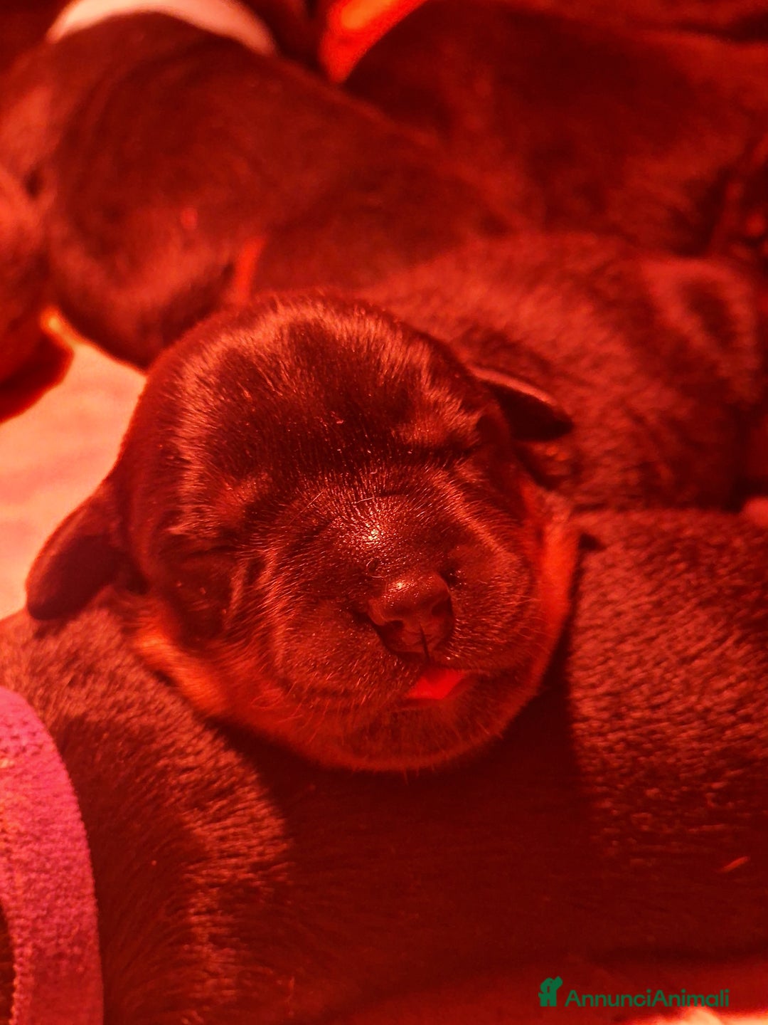 Rottweiler cani in vendita: Cuccioli Disponibili Allevamento Rottweiler  - Annuncio 4