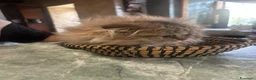 Scottish gatti in vendita: Scottish Fold femmina  a Città Metropolitana di Torino - Annuncio 5