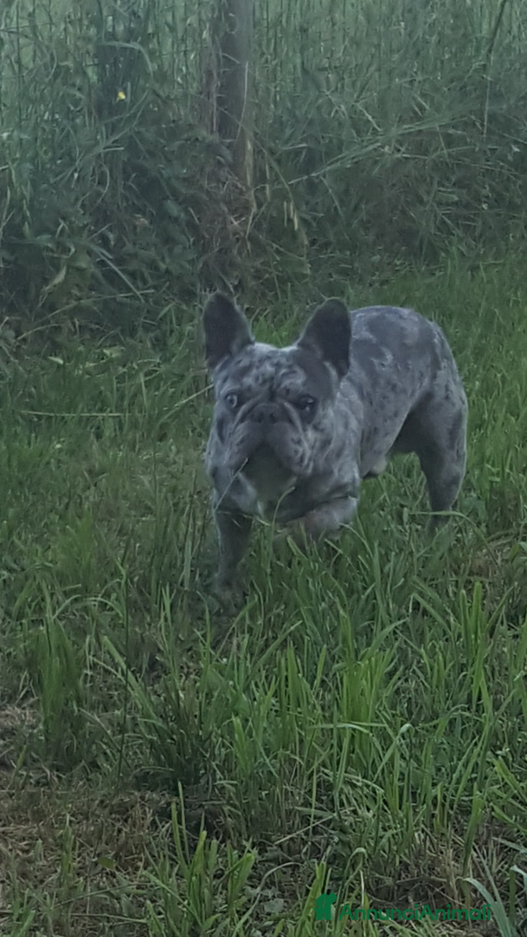 Immagine della galleria {{count}}