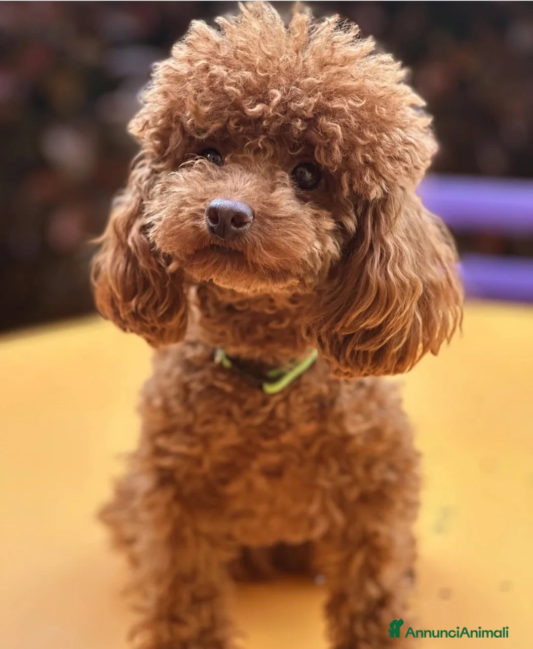 Barboncino Toy cani in vendita: Cuccioli Barbone toy color fulvo - Annuncio 10