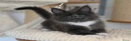 Maine Coon gatti in vendita: 🏆 Top Cuccioli MCO ❤️ - Annuncio 6