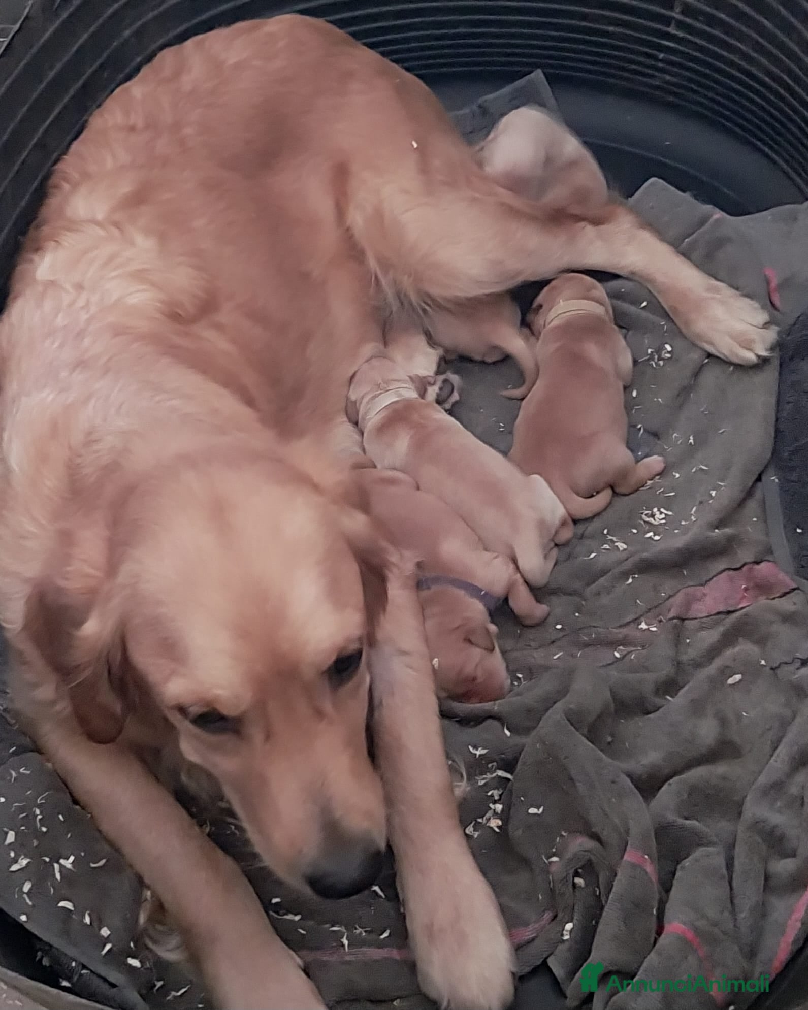 Golden Retriever cani Cuccioli di Golden Retriever disponibili - Annuncio 18