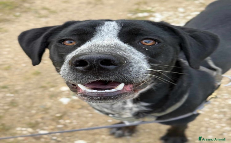 Meticcio cani - Annuncio 13