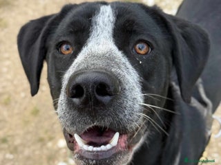 Meticcio cani KATY, cucciolona SUPER SIMPATICA! - Annuncio 30