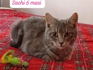 Altre razze gatti Gattini desiderosi di trovare casa - Annuncio 4