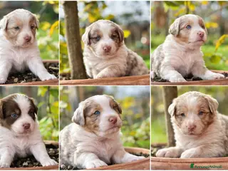 Australian Shepherd cani Vendesi Cuccioli di Pastore Australiano RED MERLE - Annuncio 6