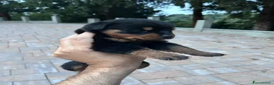 Rottweiler 6