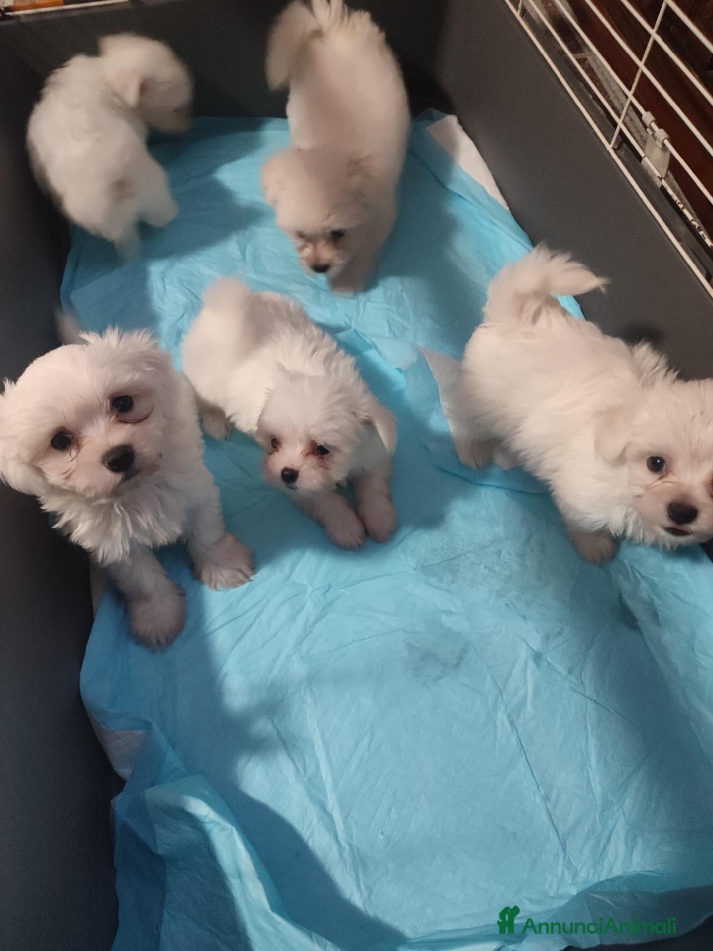 Maltese cani Cuccioli maltese - Annuncio 16