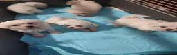 Maltese cani in vendita: Cuccioli maltese - Annuncio 1