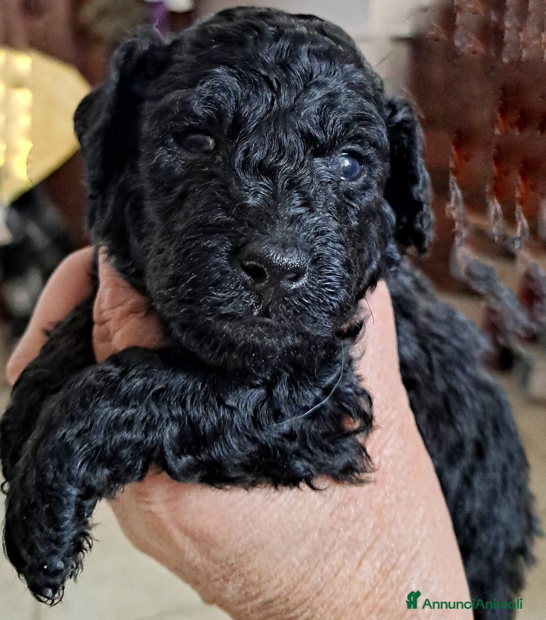 Barboncino cani in vendita: Barboncini nani  - Annuncio 4