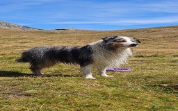 Australian Shepherd cani per accoppiamento: X Monta - Pastore Australiano Blue Merle Pedigree - Immagine 2