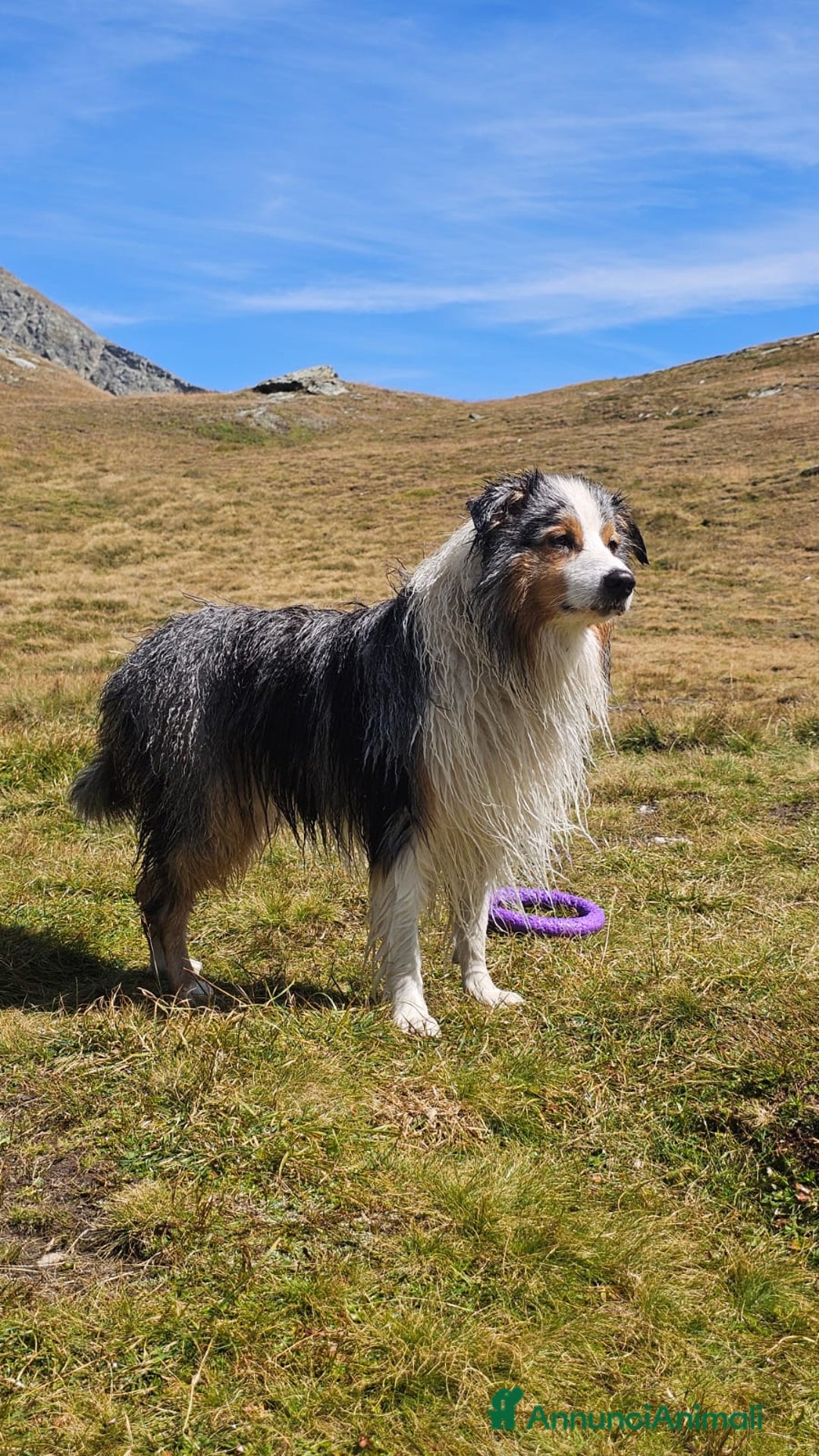 Australian Shepherd cani per accoppiamento: X Monta - Pastore Australiano Blue Merle Pedigree - Immagine 2