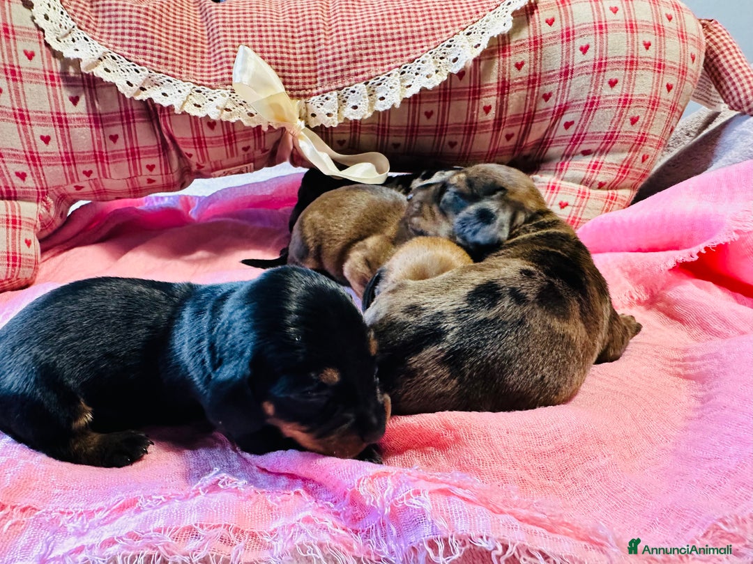 Bassotto cani in vendita: Bassotto Tedesco kaninchen/nano pedigree Enci - Annuncio 4