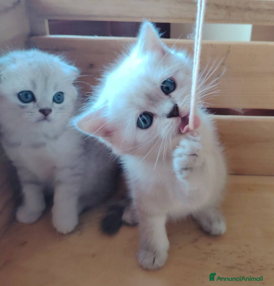 Scottish gatti in vendita: SCOTTISH FOLD E STRAIGHT CON PEDIGREE APERTO a Provincia di Bergamo - Immagine 7