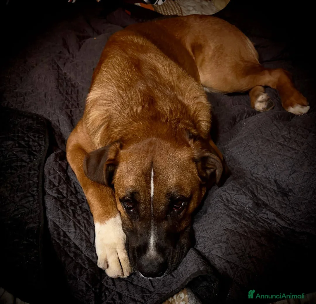 Meticcio cani in regalo: Incrocio Boxer/ Pastore Tedesco  - Annuncio 1