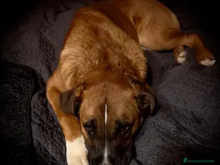 Meticcio cani Incrocio Boxer/ Pastore Tedesco - Annuncio 28