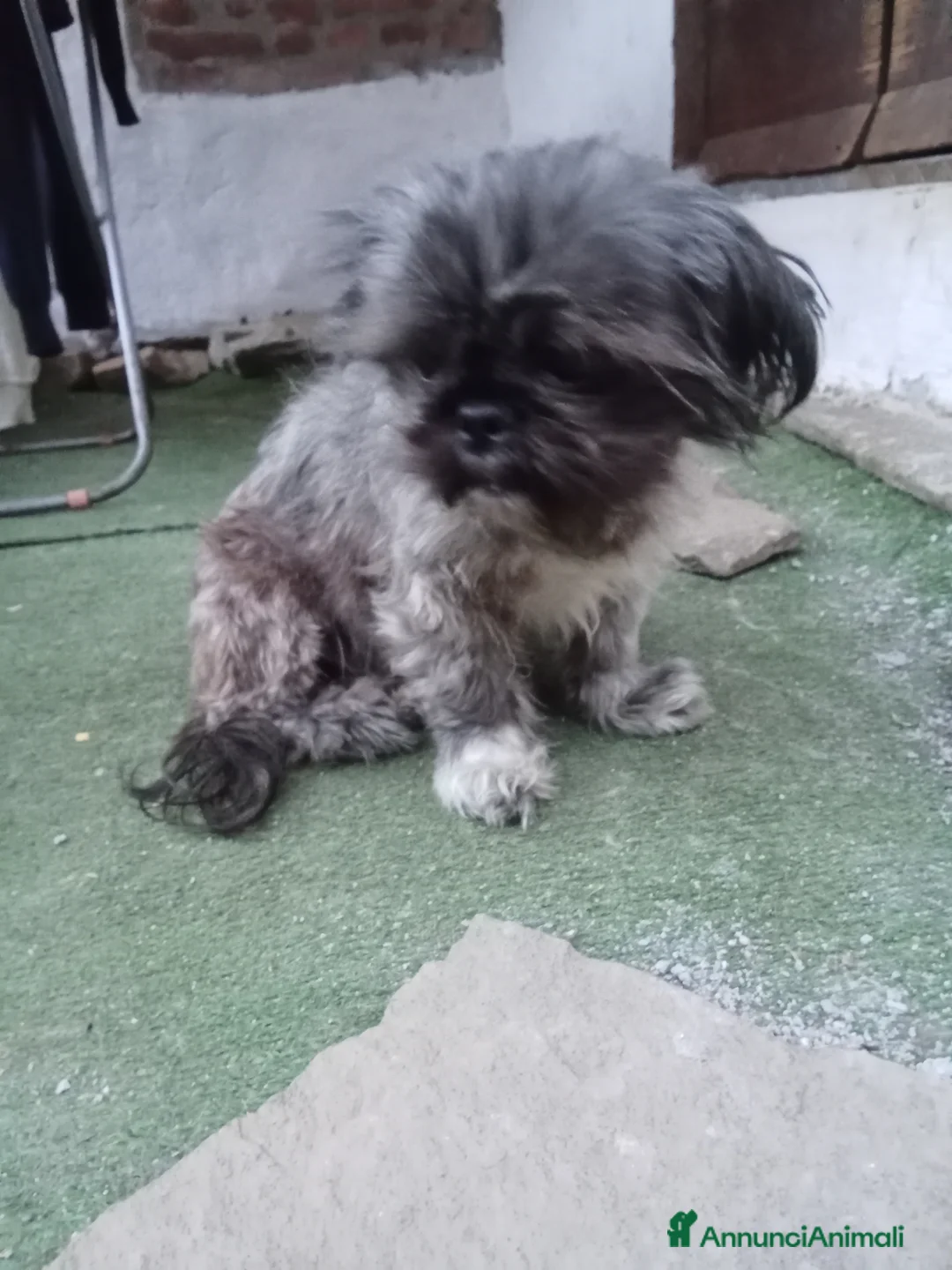 Shih Tzu cani in vendita: Splendido cucciolo di Shitzu  - Annuncio 6