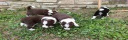 Border Collie cani in vendita: Cuccioli di Border Collie - Annuncio 17