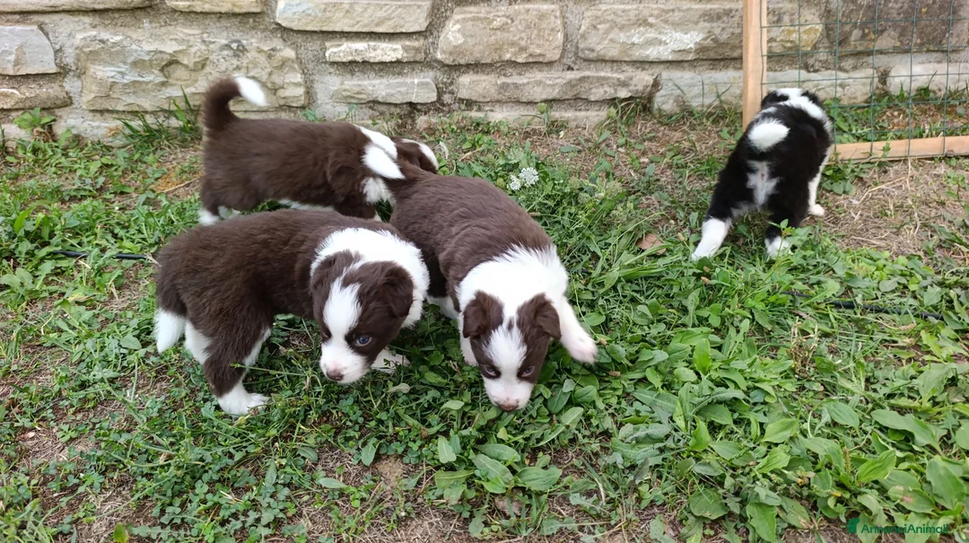 Border Collie cani in vendita: Cuccioli di Border Collie - Annuncio 21