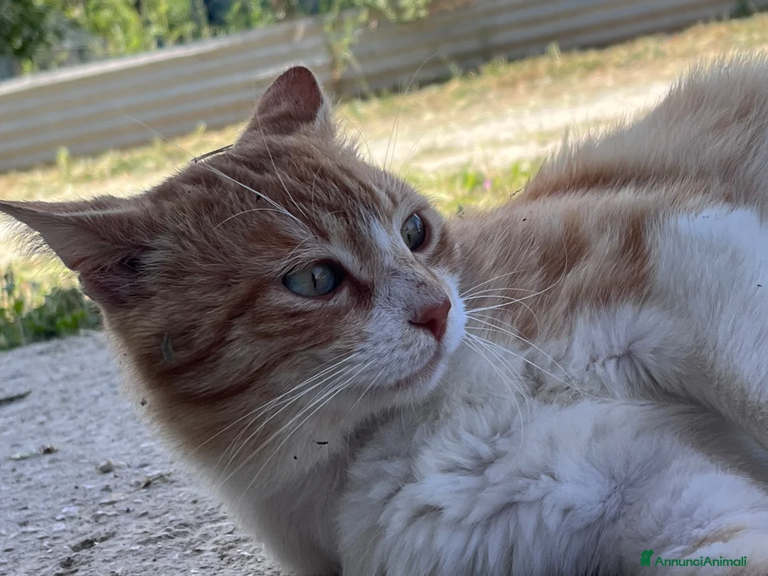 Europeo gatti in regalo: Mango. Gatto cerca la sua famiglia. - Annuncio 5