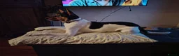 Meticcio cani in regalo: Regalo Cagnolina a Provincia di Vicenza - Annuncio 1