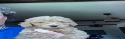 Barboncino cani in vendita: Barboncini Nani a Provincia di Frosinone - Annuncio 3