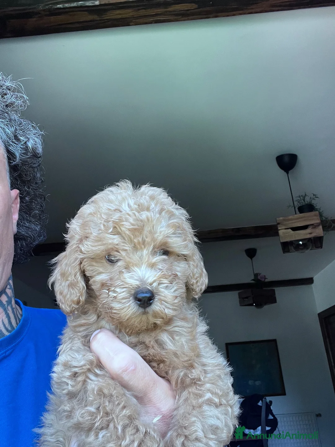 Barboncino cani in vendita: Barboncini Nani a Provincia di Frosinone - Annuncio 3