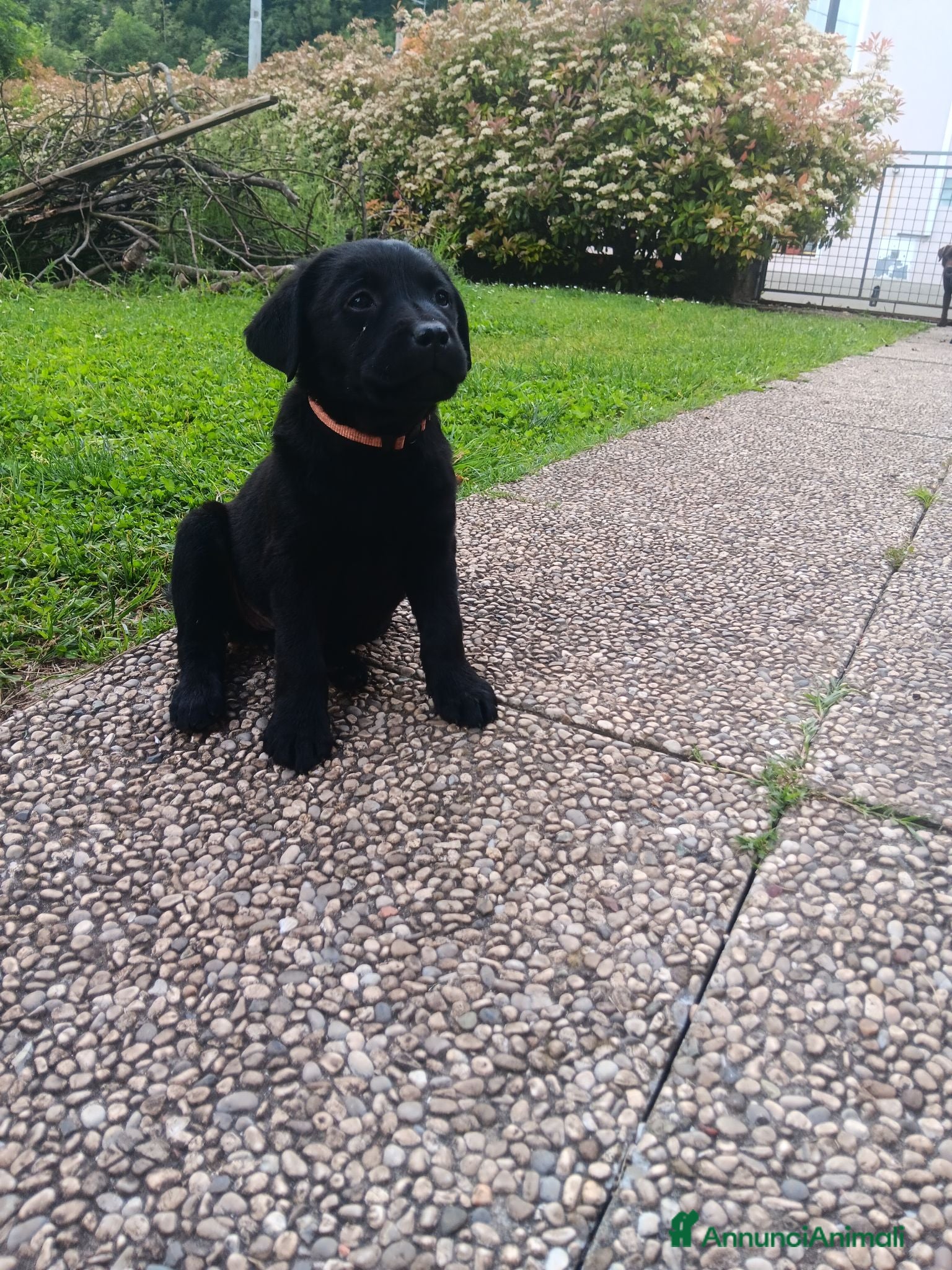 Labrador cani Cuccioli labrador  - Annuncio 2