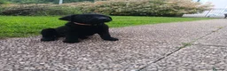 Labrador cani in vendita: Cuccioli labrador  a Provincia di Belluno - Annuncio 1