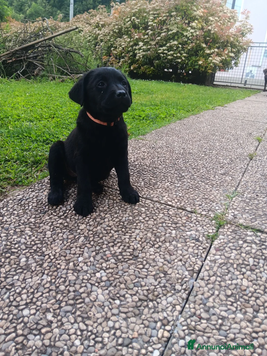 Labrador cani in vendita: Cuccioli labrador  a Provincia di Belluno - Annuncio 1