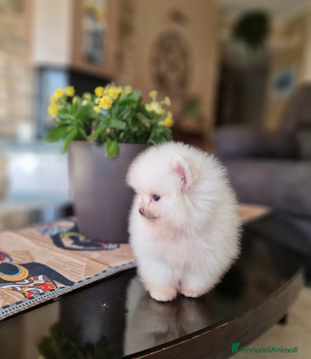 Spitz cani in vendita: Spitz tedesco NANO ( POMERANIA  ) a Provincia di Monza e della Brianza - Annuncio 13