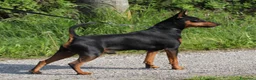 Pinscher Miniatura cani in vendita: Pinscher nano  - Annuncio 13