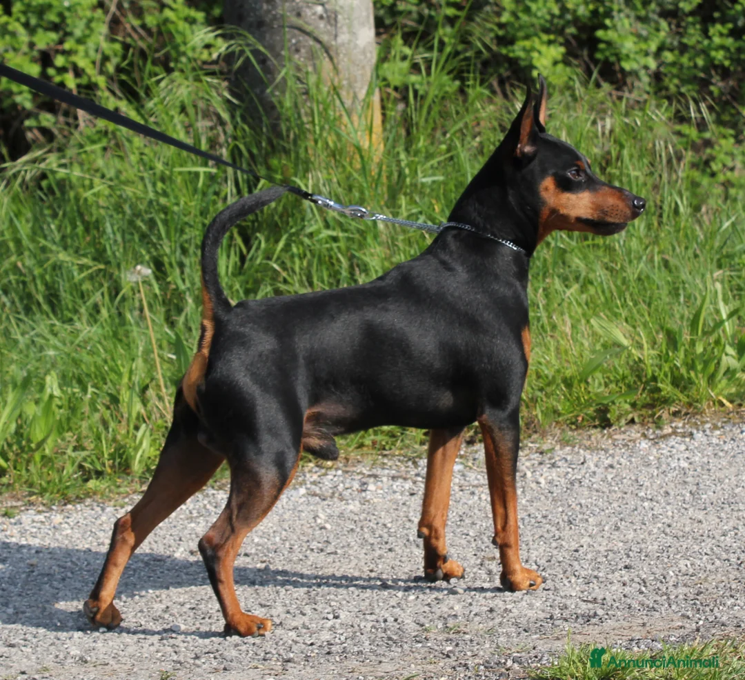 Pinscher Miniatura cani in vendita: Pinscher nano  - Annuncio 13