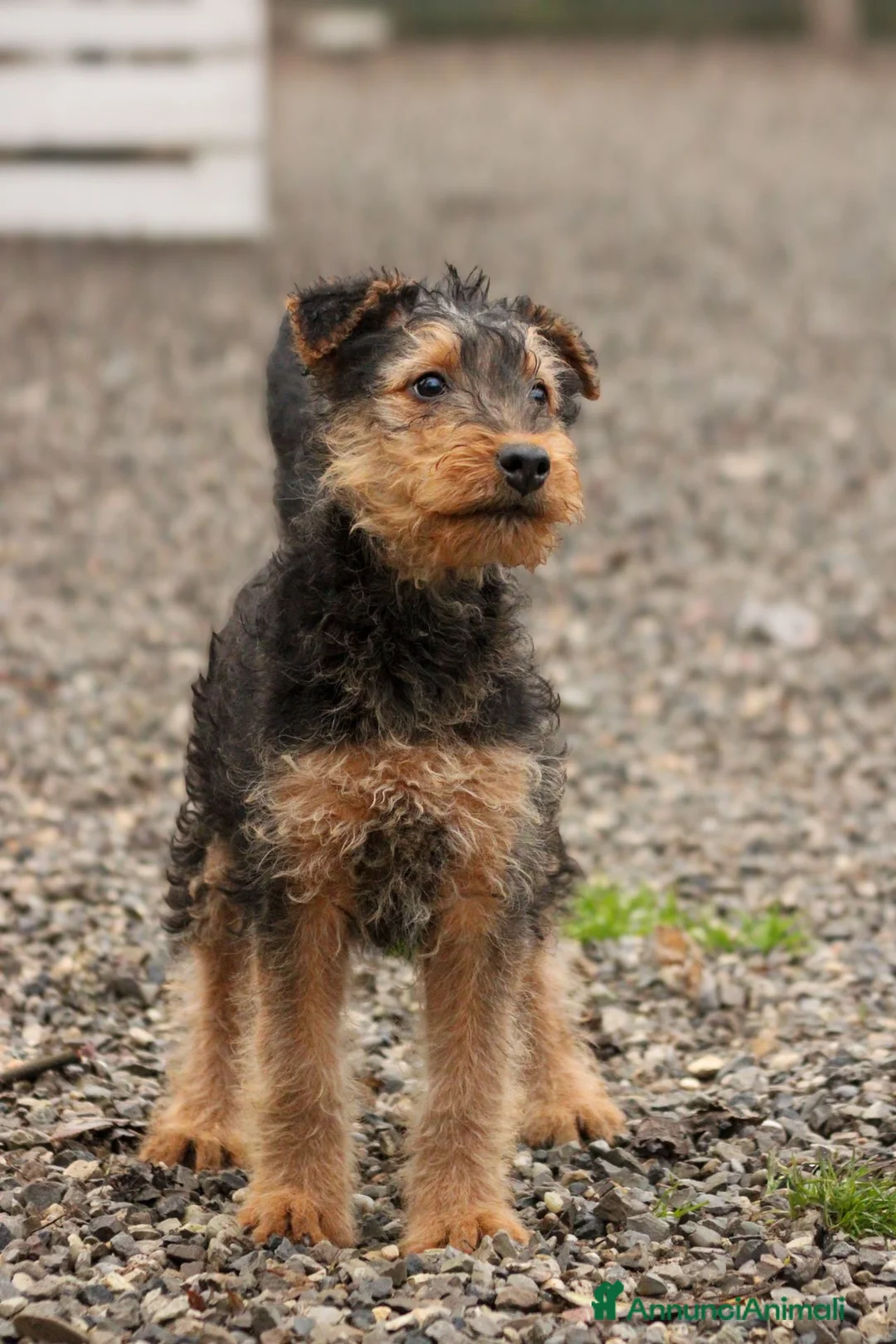Airedale Terrier cani in vendita: Splendidi cuccioli di airedale terrier  - Annuncio 7