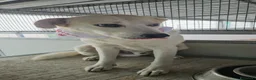Meticcio cani in regalo: Gerry: equilibrato, docile, socievole  - Annuncio 5