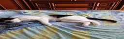 Meticcio gatti in regalo: GATTI ADULTI E GATTINI PICCOLI a Provincia di Piacenza - Annuncio 6