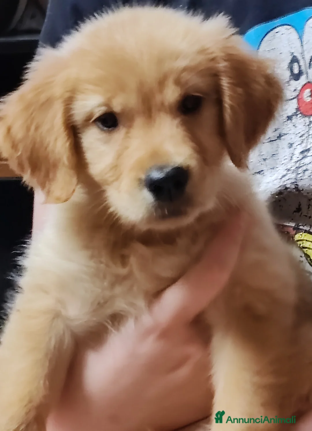 Golden Retriever cani in vendita: Cuccioli golden retriever  - Annuncio 1