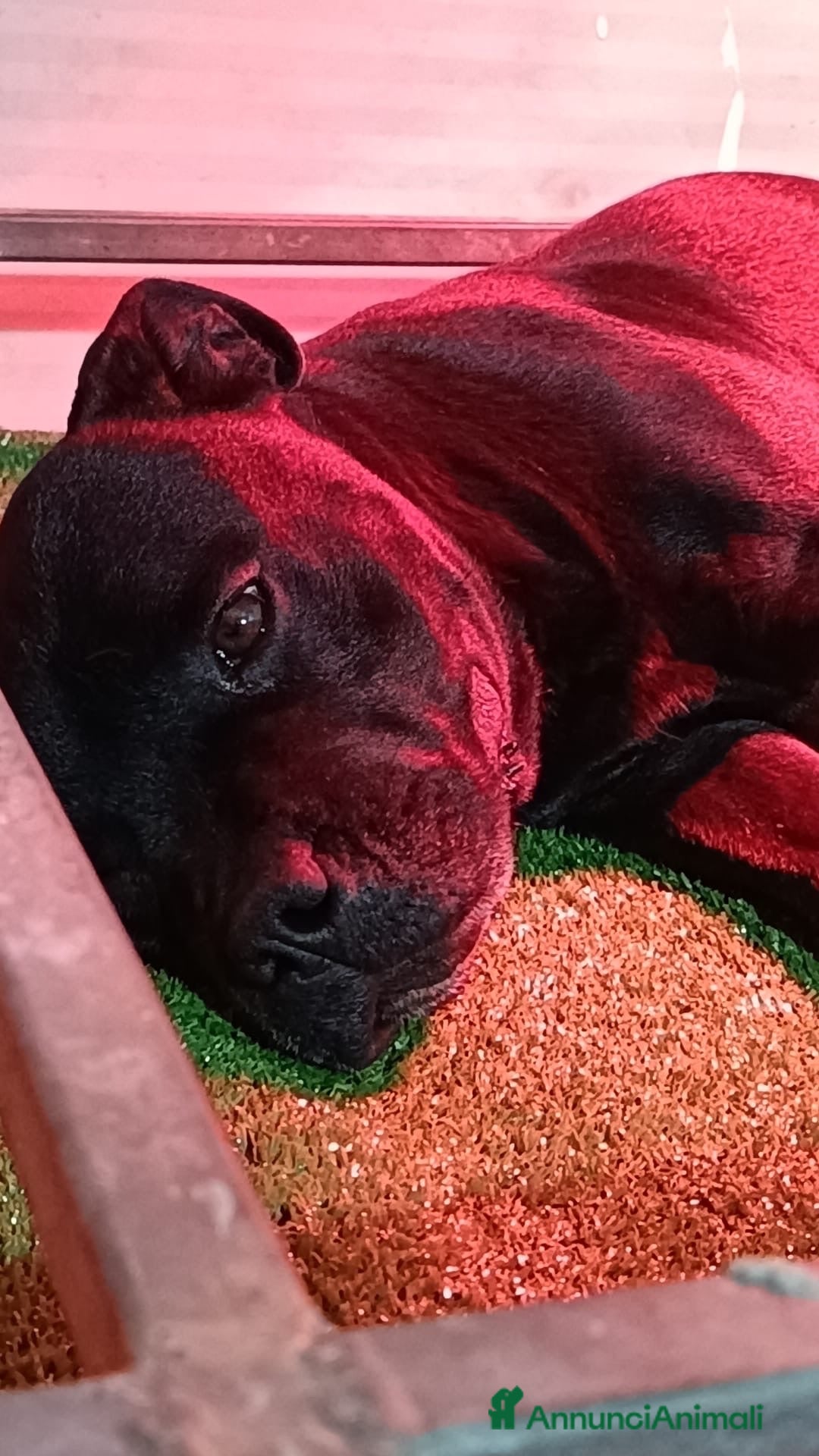 Staffordshire cani CUCCIOLO STAFFORDSHIRE BULL TERRIER MASCHIO  - Annuncio 20