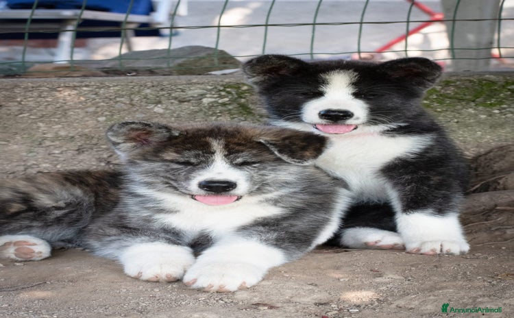 Akita Inu cani a Provincia di Belluno - Annuncio 2