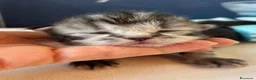 Siberiano gatti in vendita: SIBERIANI GATTINI IPOALLERGENICI - Annuncio 25