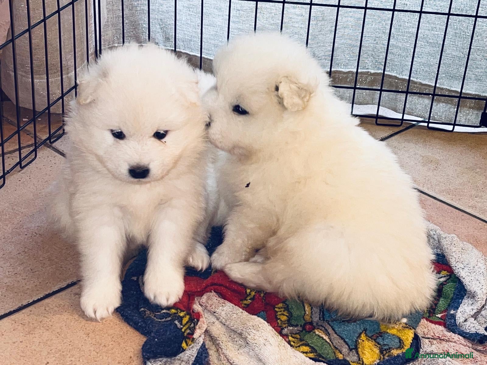 Samoiedo cani in vendita: Cuccioli di cane samoiedo  - Annuncio 6