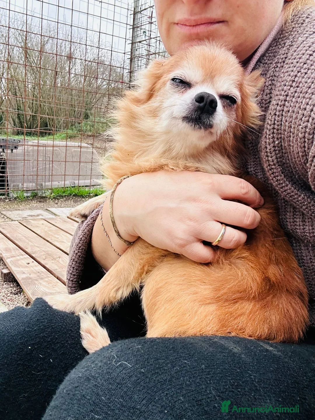 Chihuahua cani in regalo: CHIHUAHUA mix, pelo lungo - Annuncio 4