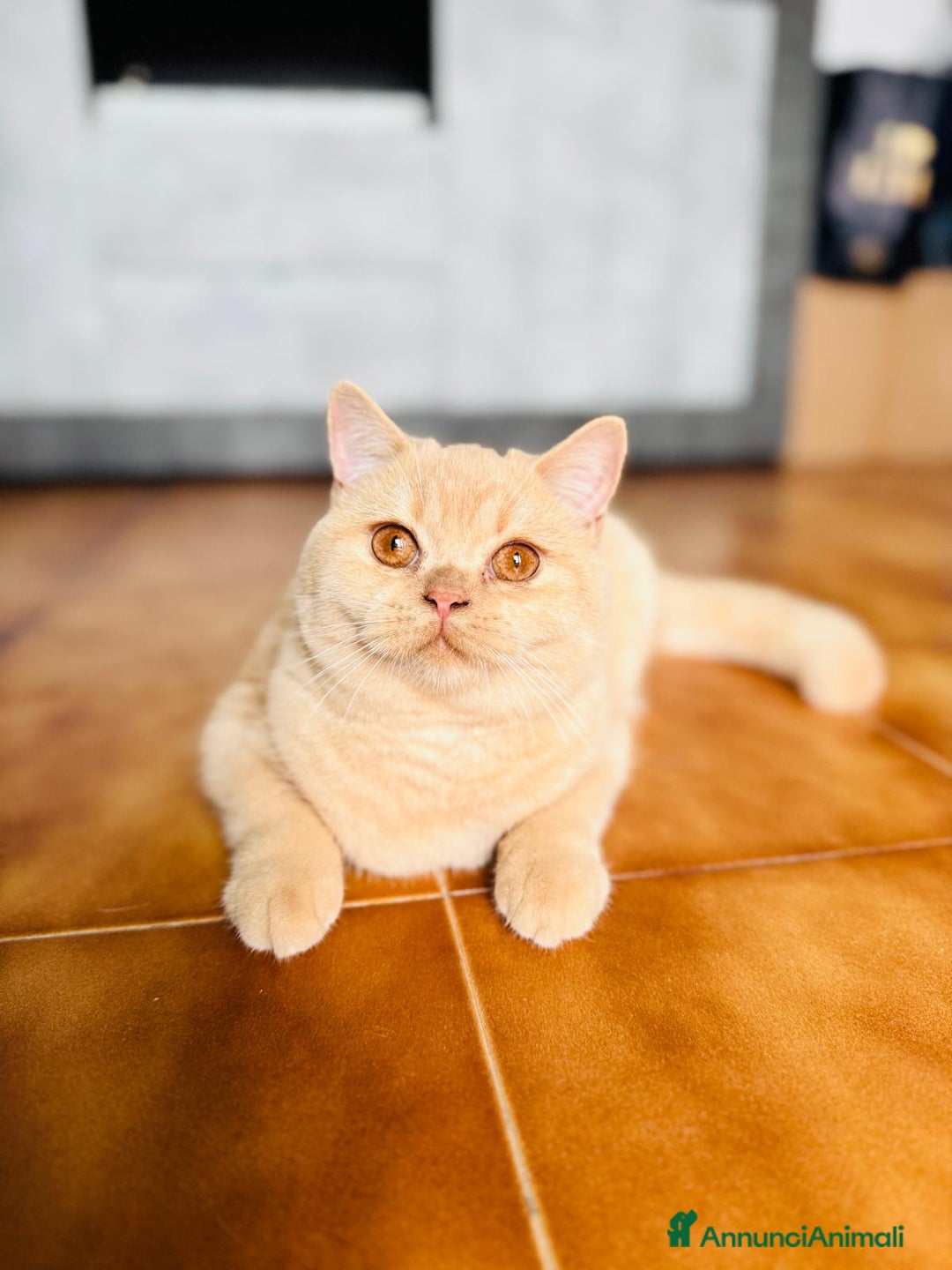 Scottish gatti in vendita: Scottish straight  - Annuncio 1