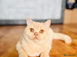 Scottish gatti Scottish straight - Annuncio 17