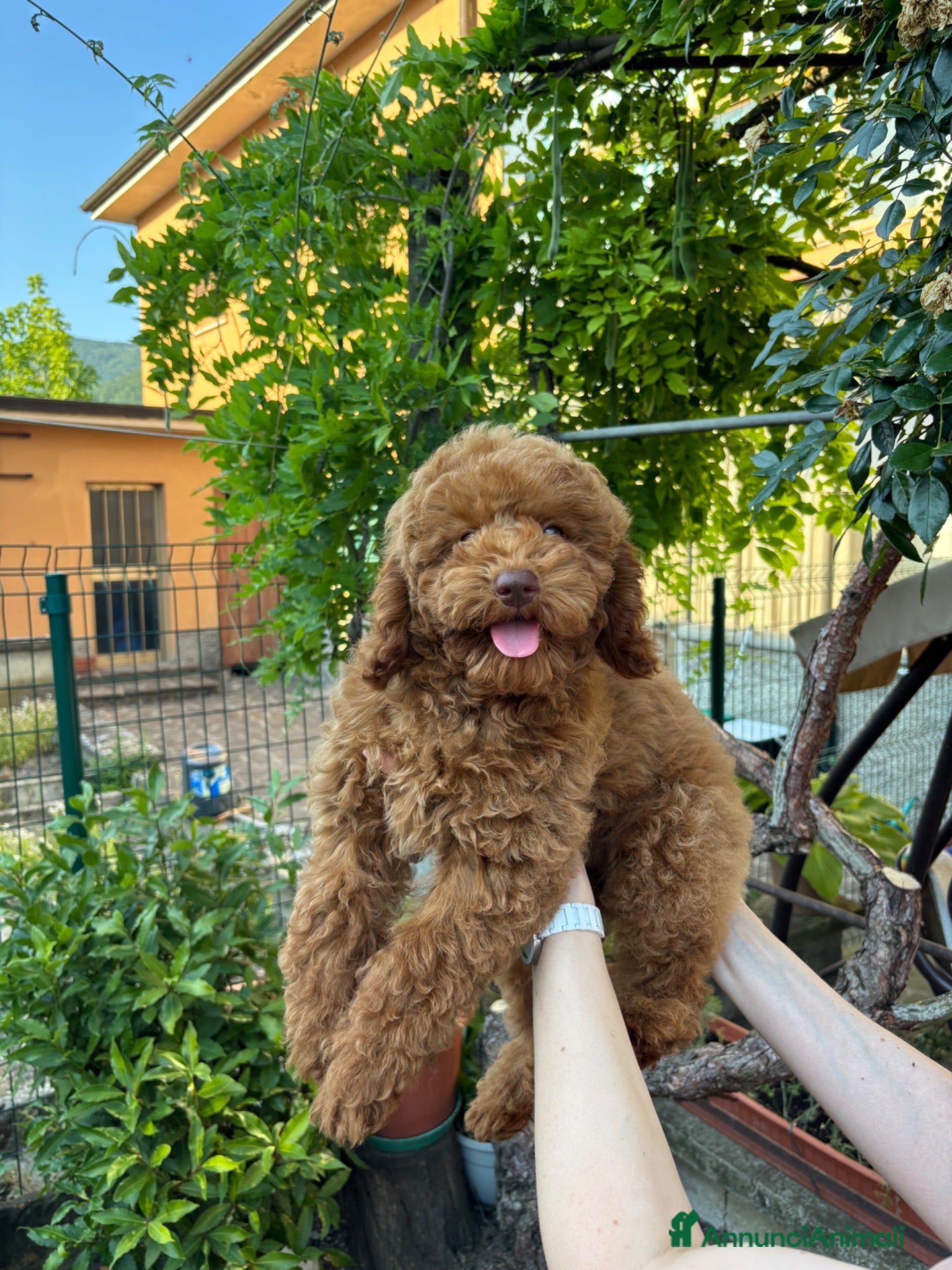 Meticcio cani Barboncino Nano - Annuncio 1