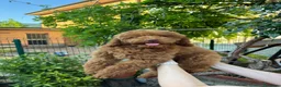 Meticcio cani in vendita: Barboncino Nano - Annuncio 1