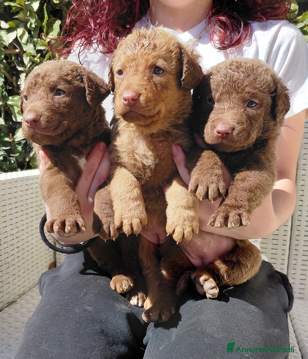 Chesapeake Bay Retriever cani in vendita: Cuccioli disponibili Chesapeake Bay Retriever  - Annuncio 14