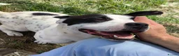 Bull Terrier cani in regalo: Rosa, cucciolona mix bull terrier - Annuncio 3