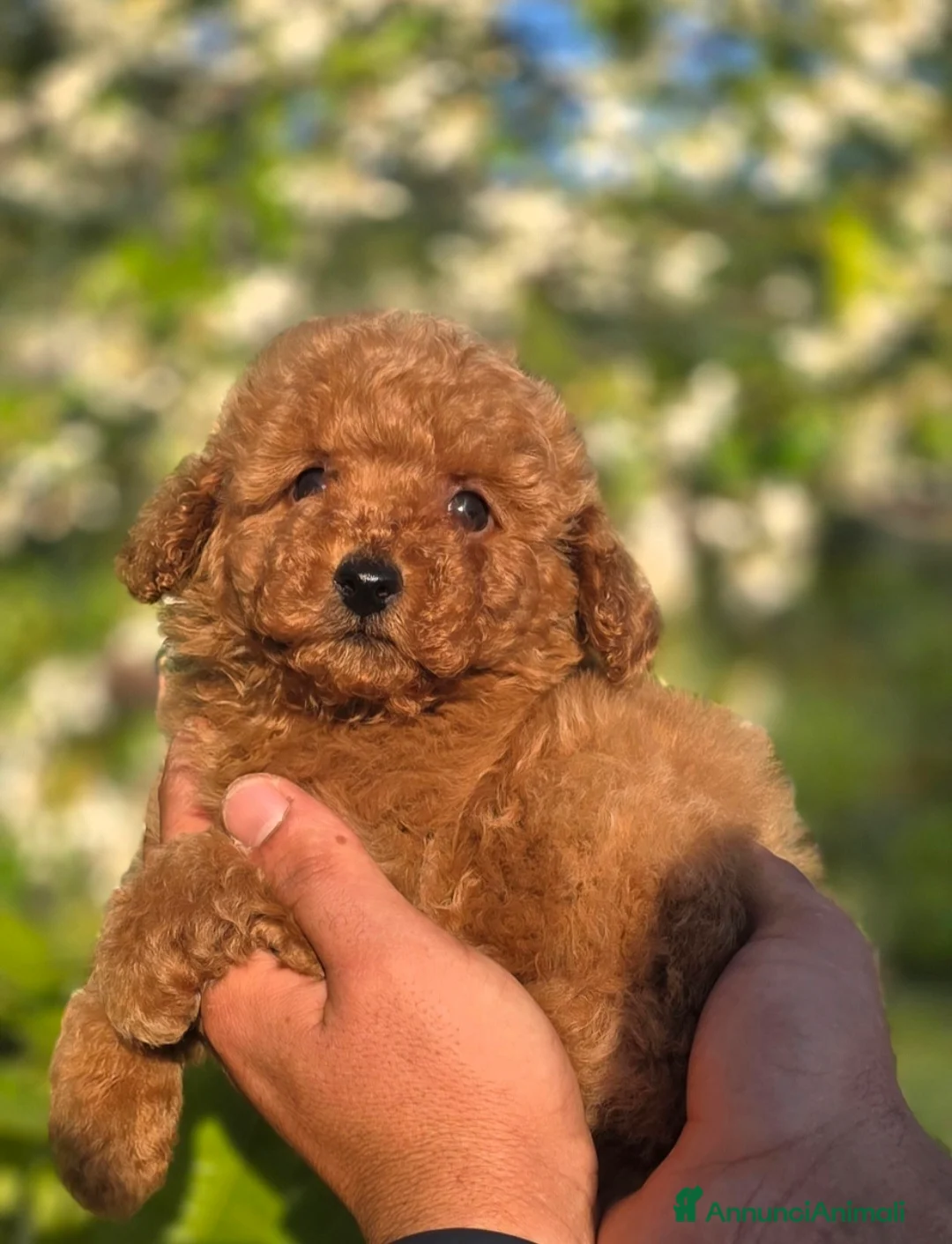 Barboncino Toy cani in vendita: Barboncino Toy  - Annuncio 2