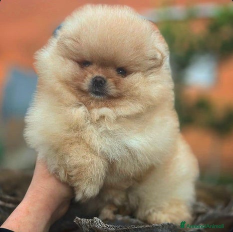 Spitz cani a Provincia di Treviso - Annuncio 2